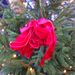 Vörösen szomorkodó bokor az egyenkarácsonyfán