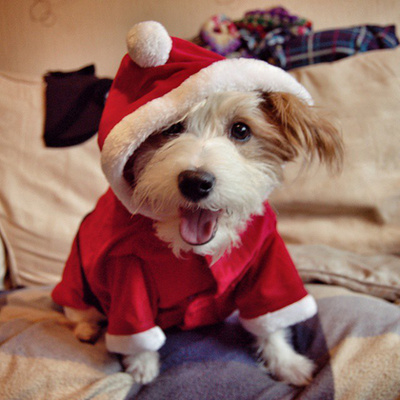 Ennek a kutyának is 280 ezer követője van, de egyáltalán nem tűnik úgy, hogy akár kicsit is élvezi a karácsonyi modellkedést. 