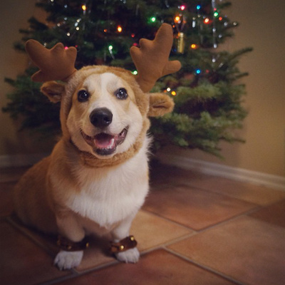 Ennek a kutyának is 280 ezer követője van, de egyáltalán nem tűnik úgy, hogy akár kicsit is élvezi a karácsonyi modellkedést. 
