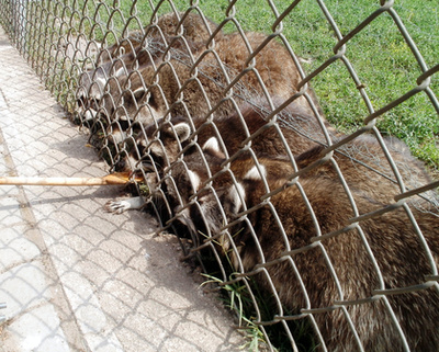 A nyestmedve ikerpárt is látni kell a Nyíregyházi Állatparkban!