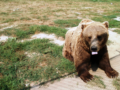 A nyestmedve ikerpárt is látni kell a Nyíregyházi Állatparkban!