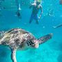 A Similan-szigetek közelében a tengeri teknősök kimondottan keresik az emberek társaságát. Fotó: Thaiföldi Hungarian Center