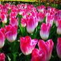 Tulipánok, tulipánok mindenütt