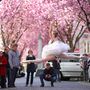 Nem feltétlenül kell Japánig menned, ha cseresznyefa virágzást szeretnél látni, mivel a Kölnhöz közeli Bonnban is van egy utca, ahol tavasszal két-három hétig lehet gyönyörködni a virágzó cseresznyefák által létrehozott “mágikus alagútban”.