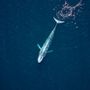 Kék bálna A kék bálnákat ugyan nem egyszerű kifogni és megölni, de a bálnavadászokon túl egyéb veszélyek is leselkednek rá. A rájuk támadó kardszárnyú delfinek és az óriás hajók által okozott sebek könnyen a halálukat okozhatják, és sorsukat a globális felmelegedés is befolyásolja, hiszen az olvadó gleccserekkel az óceánba került édesvíz mennyisége és a tengervíz hőmérsékletének emelkedése hatással van az élőhelyeikre, de emiatt megszűnhetnek a számukra létfontosságú tengeráramlatok, és lecsökkenhet legfőbb táplálékuk, a krillek előfordulása. Számuk 5000 és 15 000 közé tehető. 