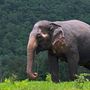 Ázsiai elefánt Az ázsiai elefántokat az agyarukért folyó vadászaton túl élőhelyeik pusztulása tette veszélyeztetett fajjá. Egy csordának igen nagy helyre van szüksége, ami néha összeér az emberek lakta területekkel, a megdézsmált termések gazdái ezért nem rajonganak a hitvilágukban fontos szerepet betöltő állatokért. A 35 000 és 55 000 közé becsült egyedszámon túl ráadásul 15 000 háziasított elefánt is él, akik viszont fogságban nehezen szaporodnak, az elhullottakat pedig a vadonból pótolják.