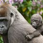 Gorilla A gorillákat két fajra, nyugati és keleti gorillákra osztjuk. A hegyi gorilla, a Dian Fossey etológus által is tanulmányozott keleti gorillák alfaja ma megközelítőleg 650 egyedből áll. A példányok fele Ugandában él, a többi állat Ruandában és a Kongói Demokratikus Köztársaságban oszlik el. Számuk aggasztóan alacsony. 