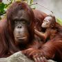 Orangután A Borneó és Szumátra szigetein őshonos orangutánt élőhelyeinek pusztulásán túl az orvvadászat is fenyegeti. A megrendelésre befogott és leszállított kölykök anyját általában megölik. 1900 körül még mintegy 300 000 példány élt a vadonban, számuk a hetvenes évekre 4500 alá csökkent. 