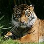 Tigris A tigrisek fennmaradását az orvvadászaton túl életterük csökkenése is veszélyezteti. Amíg egy évszázaddal ezelőtt még 100 000 állat élt Ázsiában, számuk mára körülbelül 4000 példányra csökkent. Nyolcvan év alatt három alfaja – a bali tigris, a kaszpi tigris és a jávai tigris – kihalt. A Természetvédelmi Világszövetség a szumátrai tigrist és a dél-kínai tigrist a súlyosan veszélyeztetett kategóriába sorolja. 