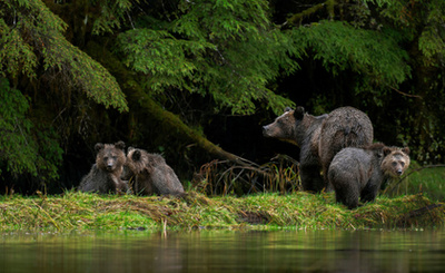 Nagymedve esőerdő, Kanada A kanadai Nagymedve esőerdő a Kermode-baribál feketemedve, vagy más néven szellemmedve egyetlen természetes élőhelye, ahol az állatok fjordok, gránitsziklák és gleccserek között tölthetik mindennapjaikat. 
