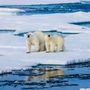 Északi-sark Az egyik legnagyobb probléma, ami bolygónkat veszélyezteti, a klímaváltozás hatására olvadó sarkvidéki jégsapkák. Eltűnésükkel nem csak a jegesmedvék pusztulnak ki: a tengerszint emelkedése és a nagy tengeráramlások leállása visszafordíthatatlan következményekhez vezet. 