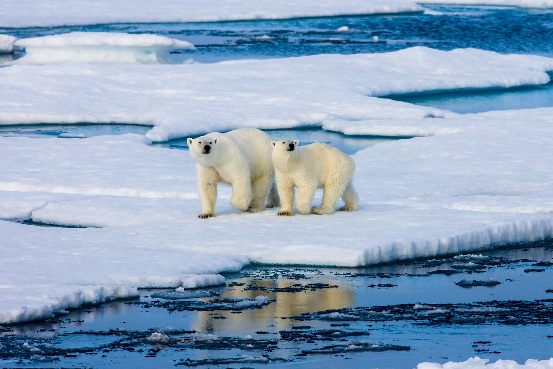 Északi-sark Az egyik legnagyobb probléma, ami bolygónkat veszélyezteti, a klímaváltozás hatására olvadó sarkvidéki jégsapkák. Eltűnésükkel nem csak a jegesmedvék pusztulnak ki: a tengerszint emelkedése és a nagy tengeráramlások leállása visszafordíthatatlan következményekhez vezet. 
