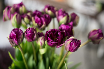 Aztán pedig tulipánnal a kezében mosolyoghat a világra.