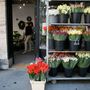 Ahol több mint 50 féle tulipánt lehet vásárolni.