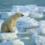 A jegesmedvék közül leginkább a hímek vádolhatók kannibalizmussal: noha főként kölyköket pusztítanak el, előfordul, hogy felnőtt nőstényeket is elejtenek