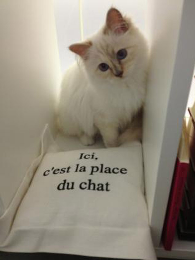 A még csak januárban befutott cica az Elle borítóján.