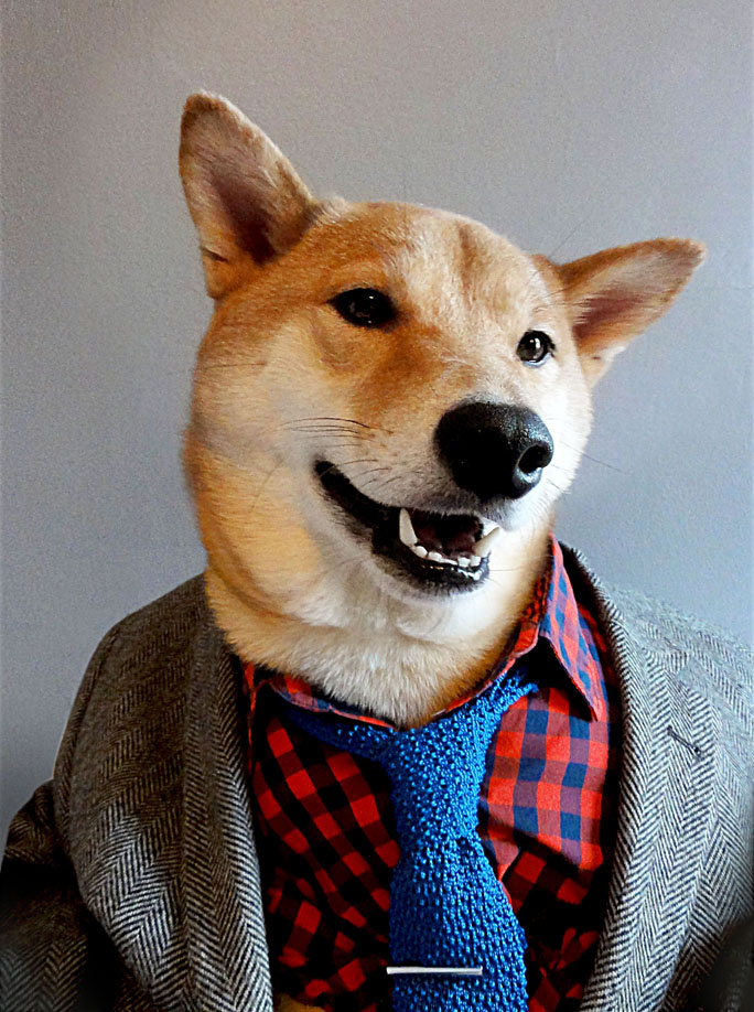 Sapkás Dog a hipster stílus kedvelőinek.
