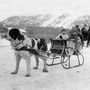 Gyerekeket húzó Bernáthegyi kutya 1928 telén Németországban.


