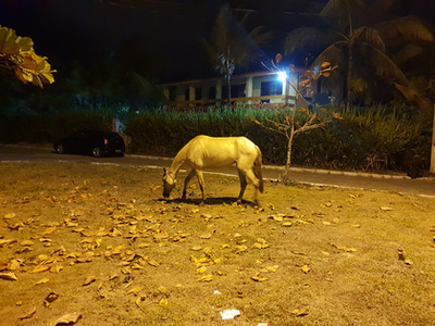 A parkok közepén legelésző lovak látványa is mindennapos.