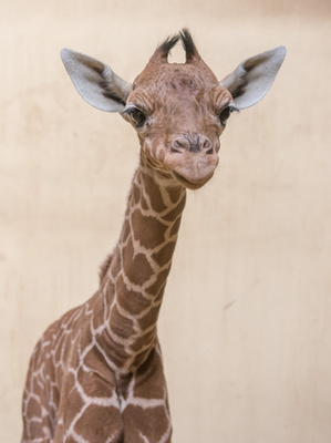 Recés zsiráfbébi született a Debreceni Állatkertben