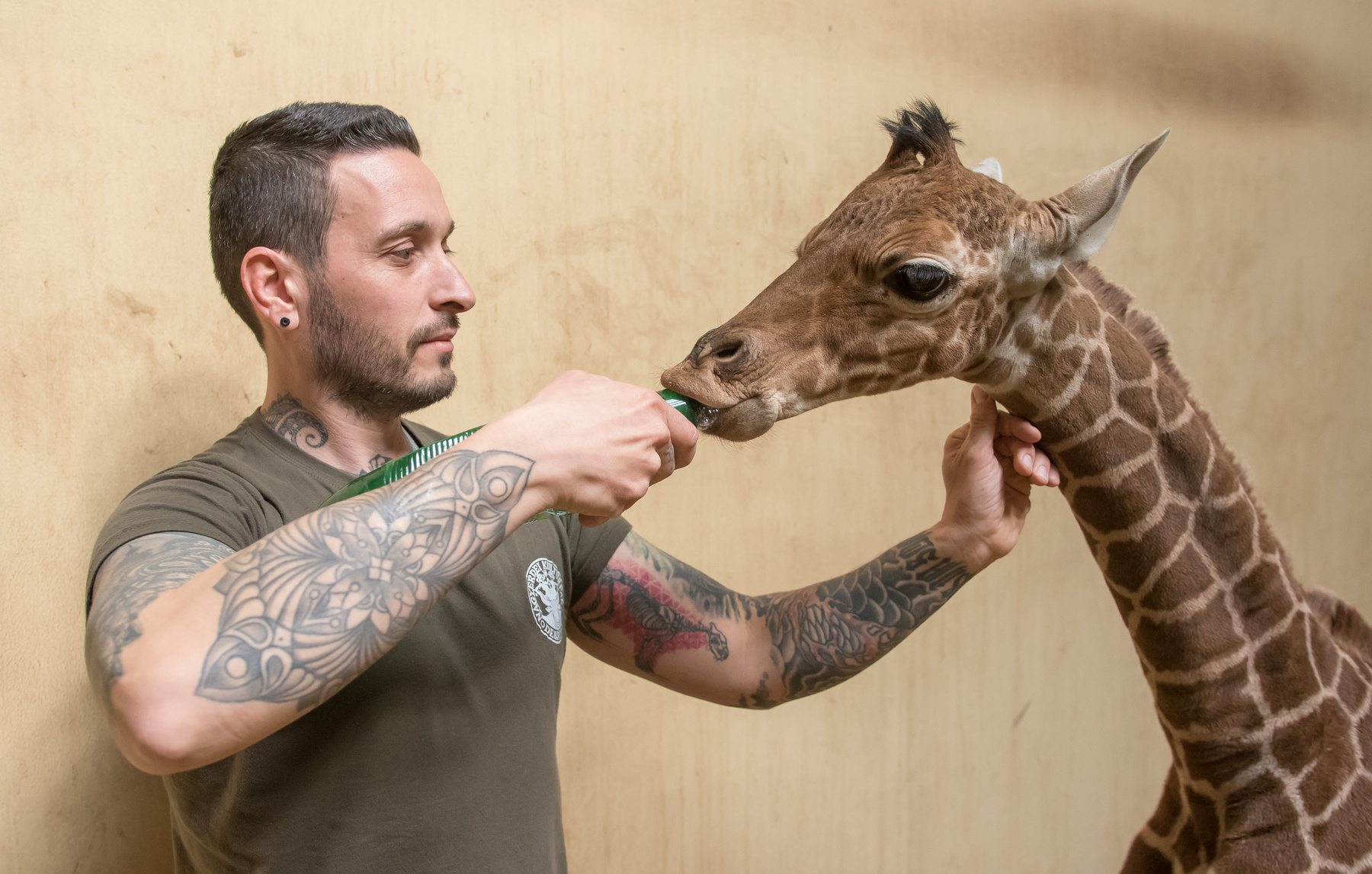 Recés zsiráfbébi született a Debreceni Állatkertben